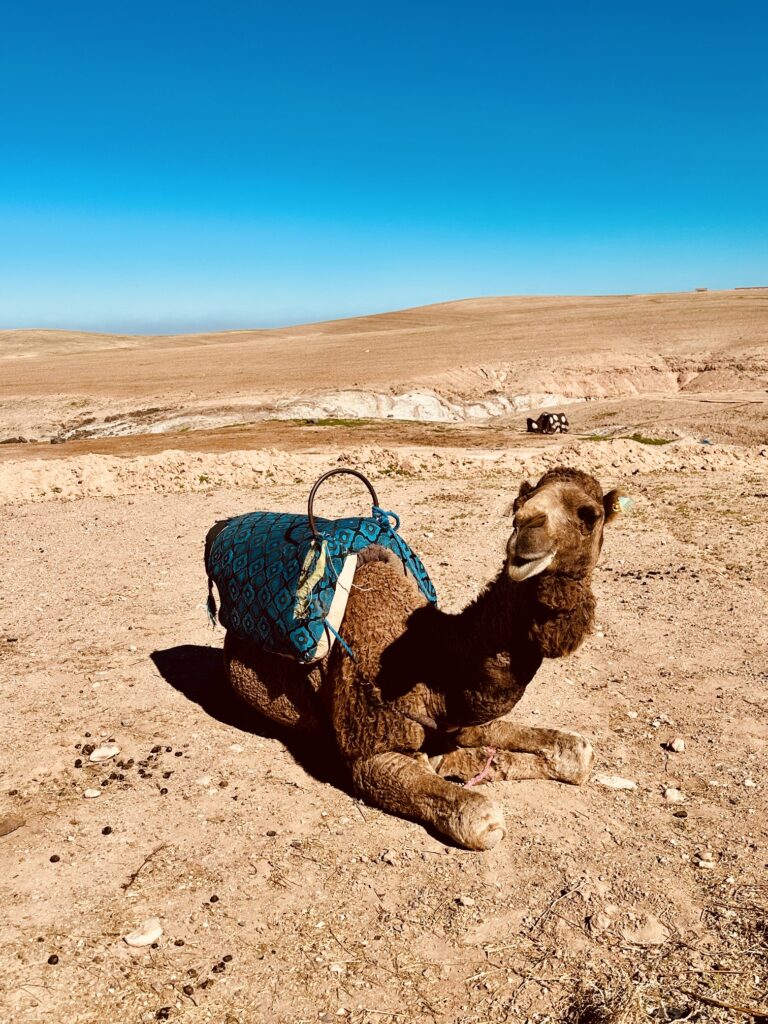 Camel in Agafay Desert