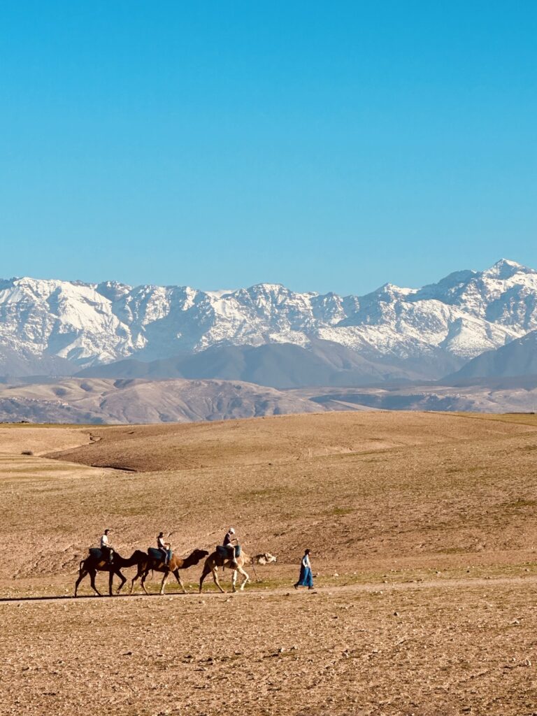 Camels in Agafay Desert being led past the Atlas Mountains