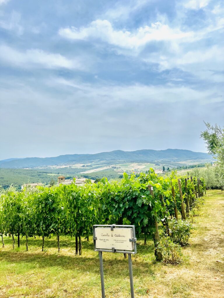 Tuscany vineyard