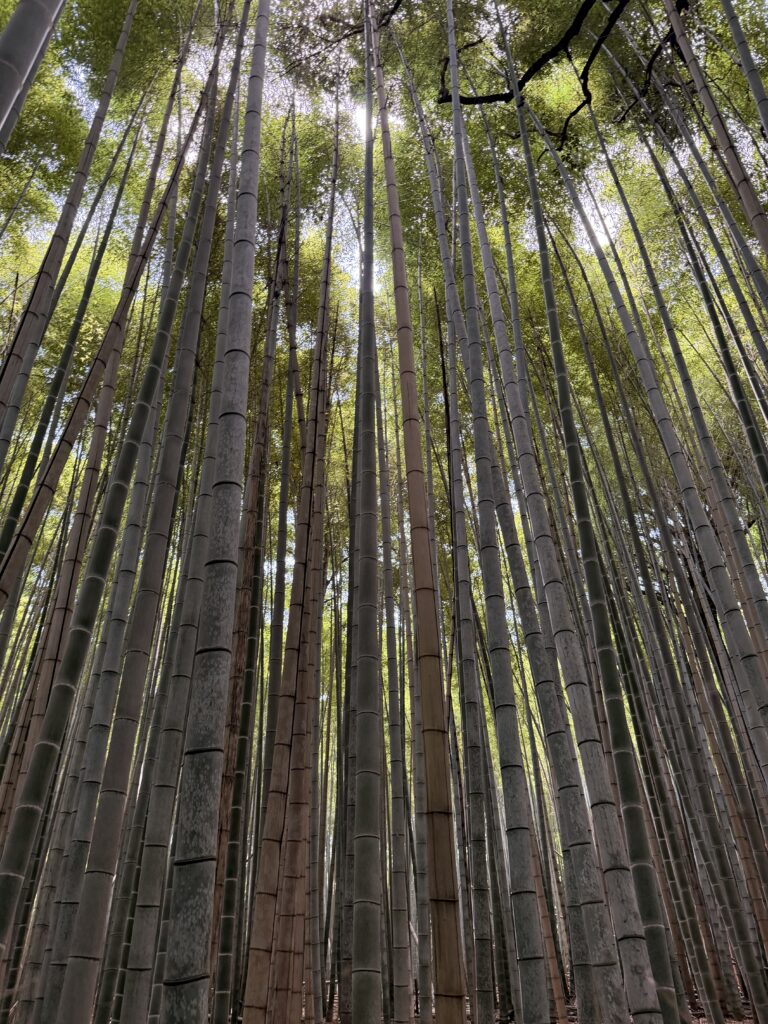 Arashiyama Bamboo Grove