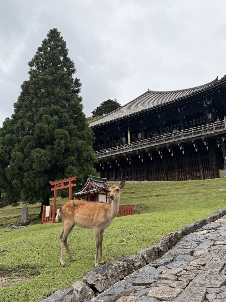 Nara Deer Park