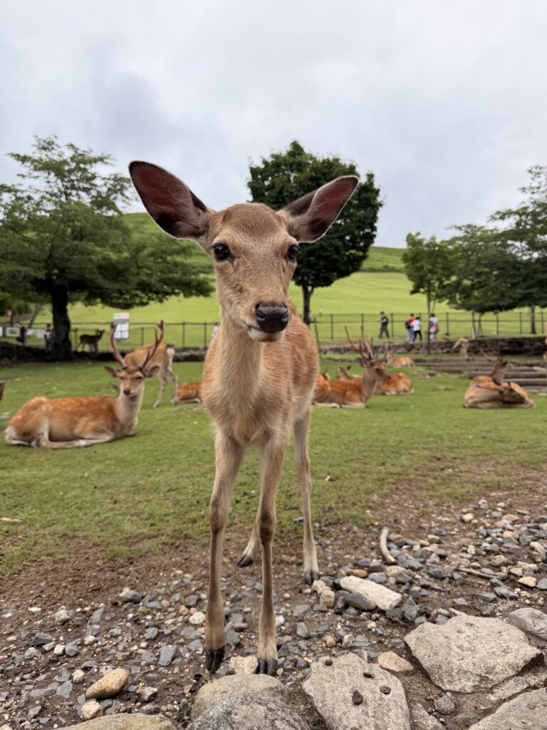 Nara Deer Park