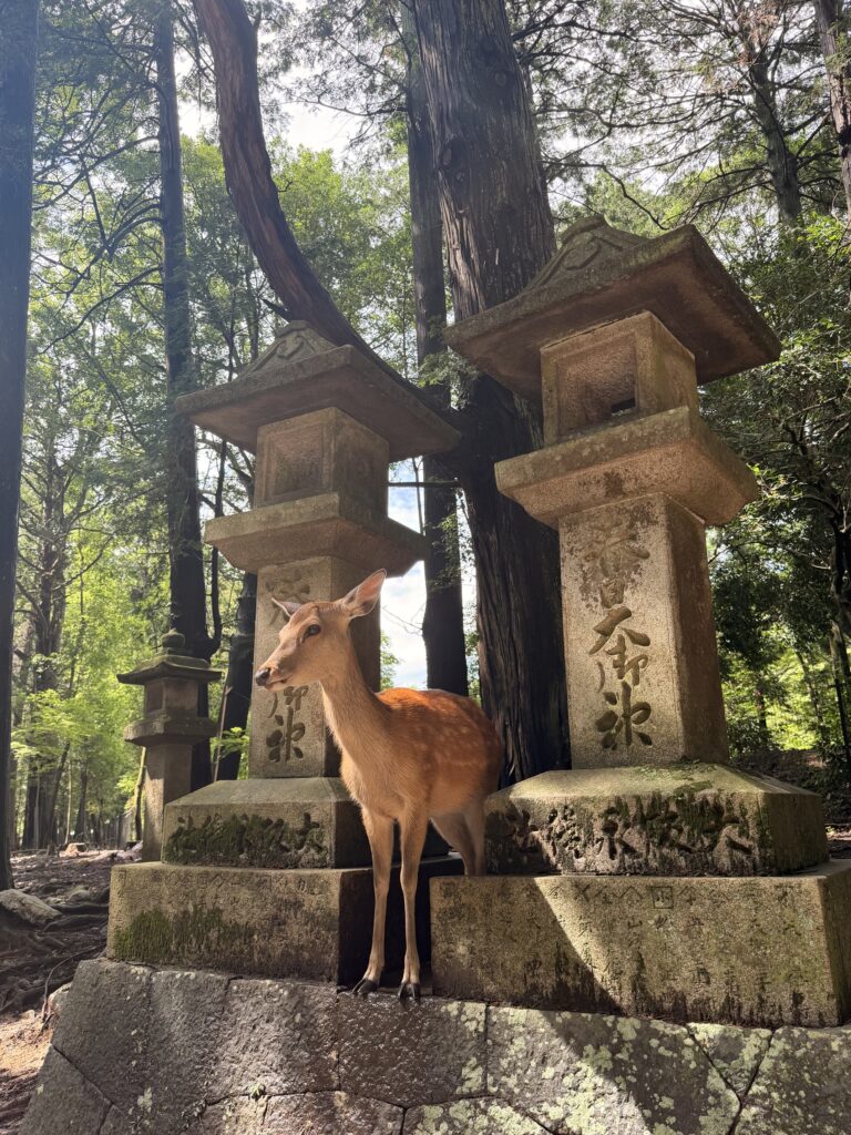 Nara Deer