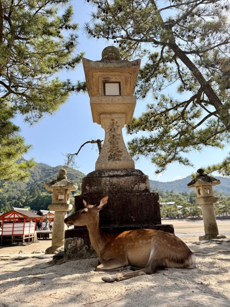 Deer on Miyajima