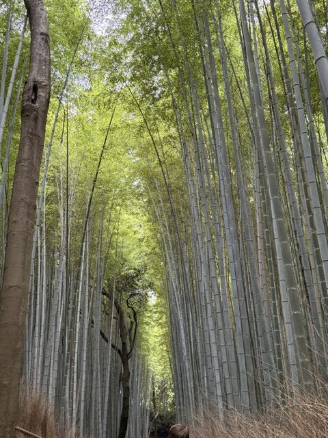Arashiyama Bamboo Grove
