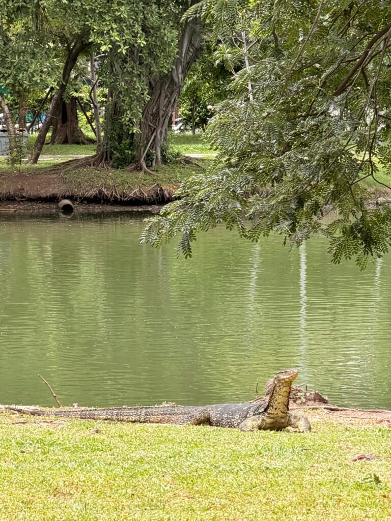 Monitor lizard