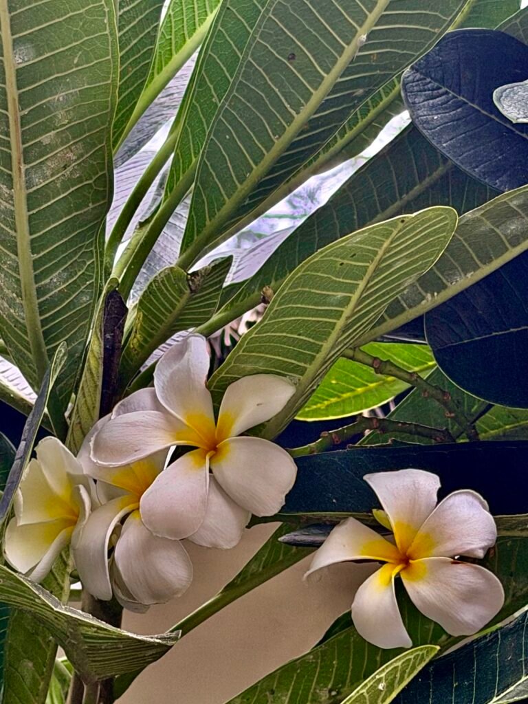 Flowers on Koh Tao
