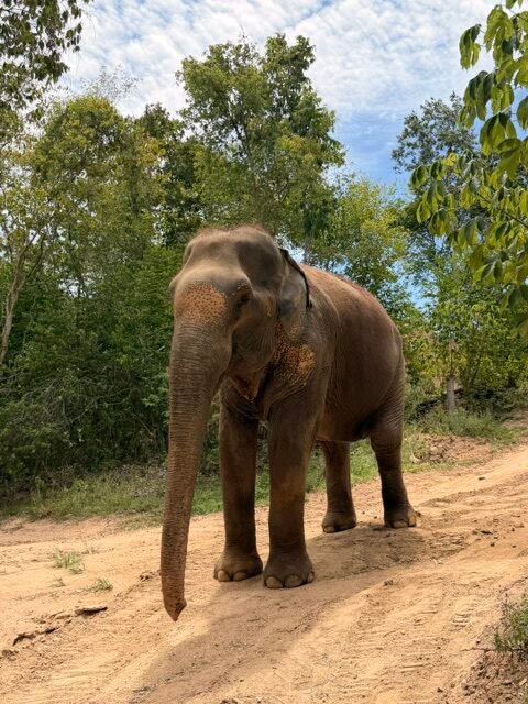 Elephant at elephant sanctury koh samui