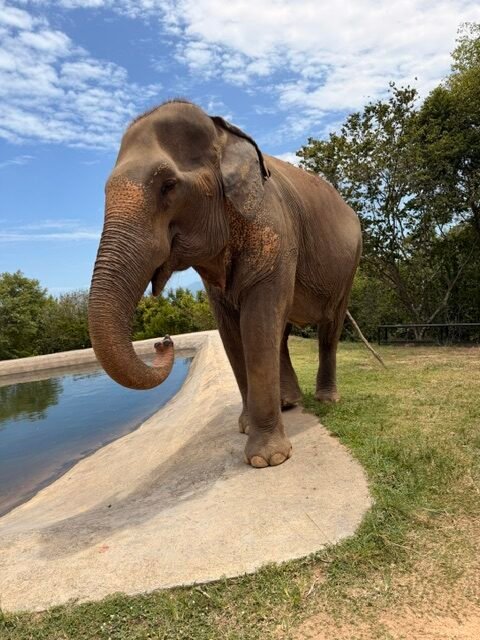 Elephant Sanctuary