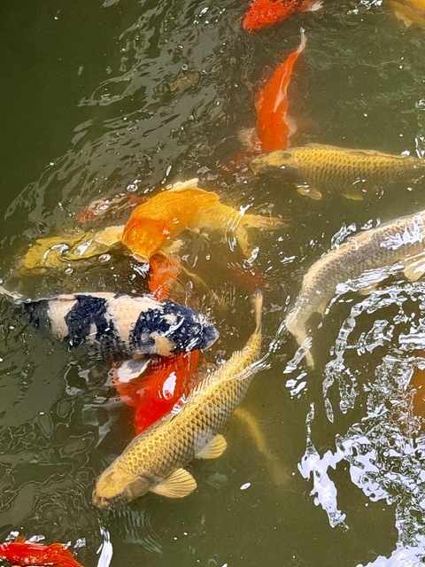 Koi Fish